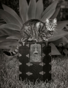 cat on top of decorative box in garden pose for black and white image
