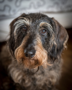 close up portrait of friendly dark grey coloured dog with caramel snout and light grey eyebrows