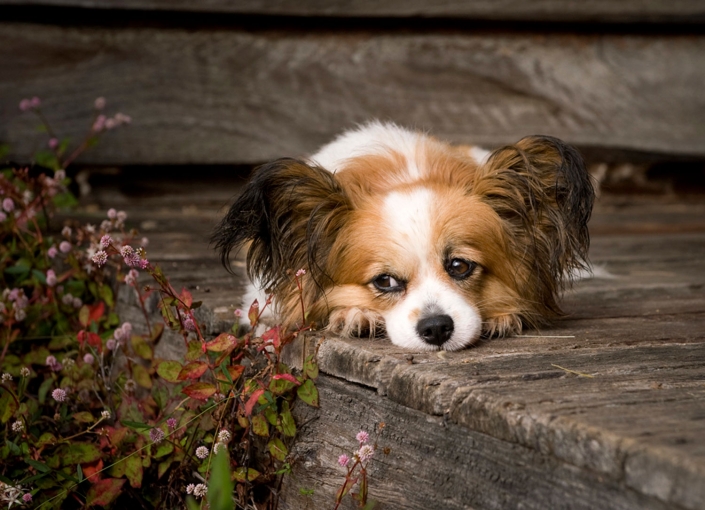 cute small dog with fluffy ears on wooden deck brisbane australia