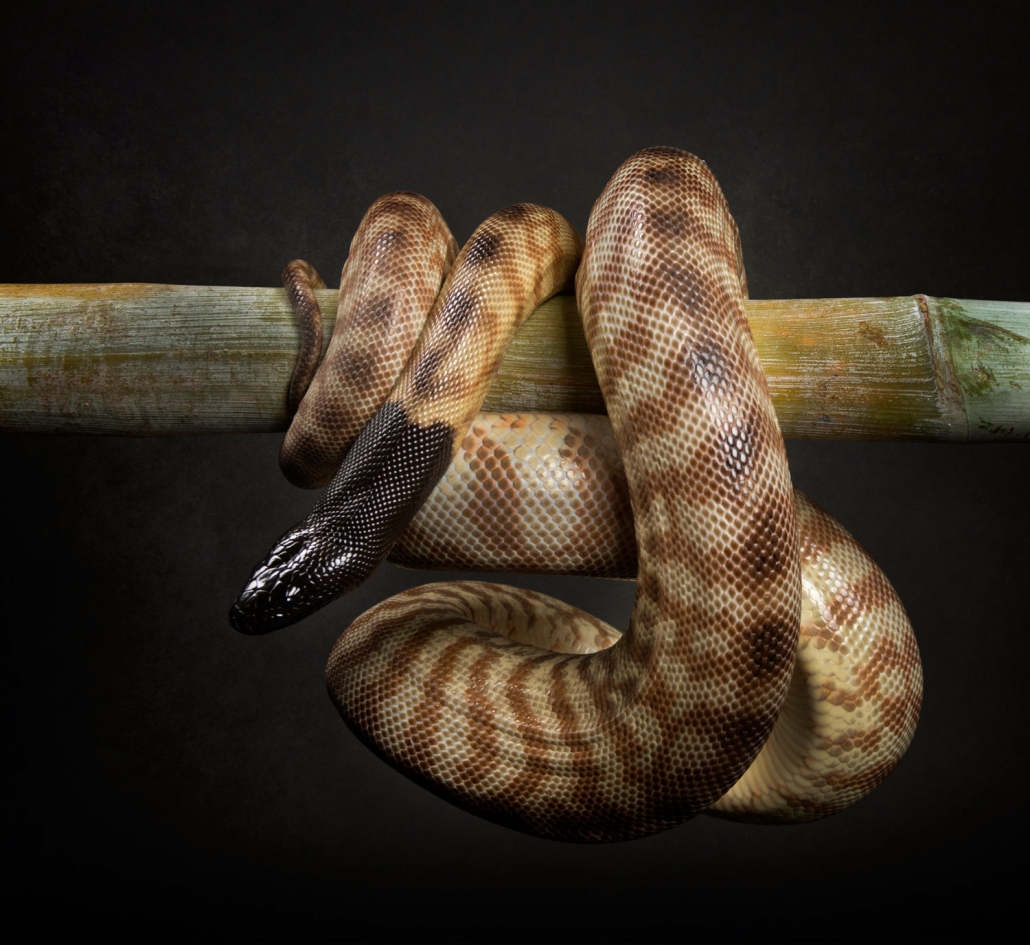 pet photography brisbane portrait snake