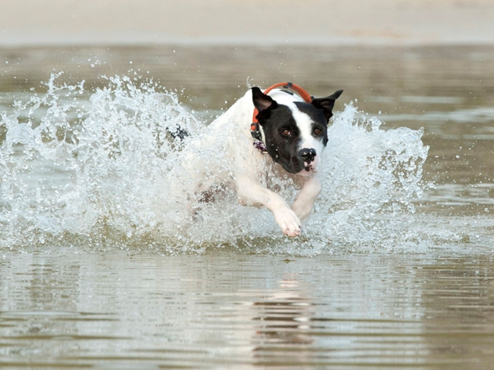 black and white dog enjoys splashing in waves in lagoon at beach qld