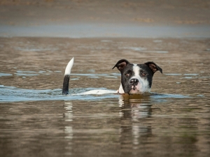 alert black & white staffy bull dog swimming in lake with tail up on holiday