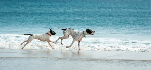 happy great dane dogs white with black spots running along blue water beach gold coast australia