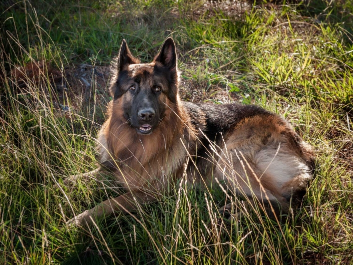 wise majestic german shepherd dog laying in long grass in sunlight location photograph