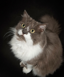 grey and white persian cat with green yellow eyes and long whiskers poses in studio with black background