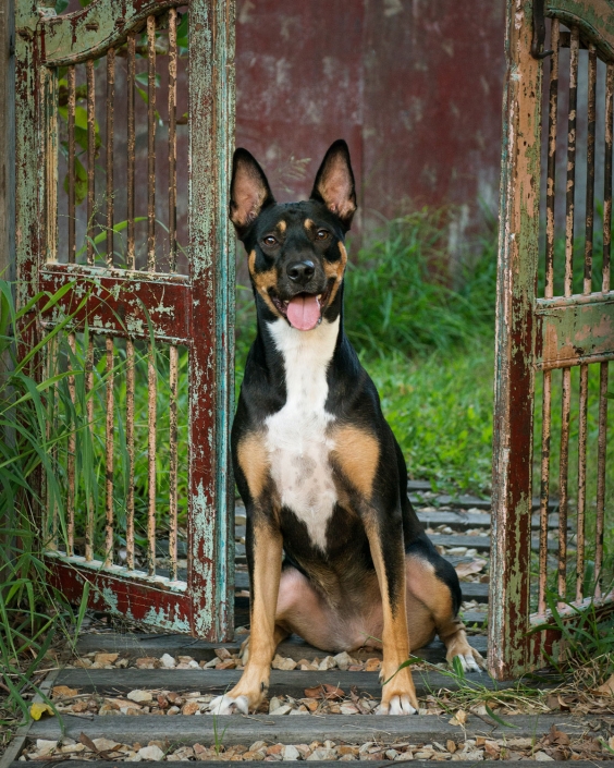 australian working dog kelpie mix sitting proud and happy in front of red antique gates in Frances Suter Photography Studio
