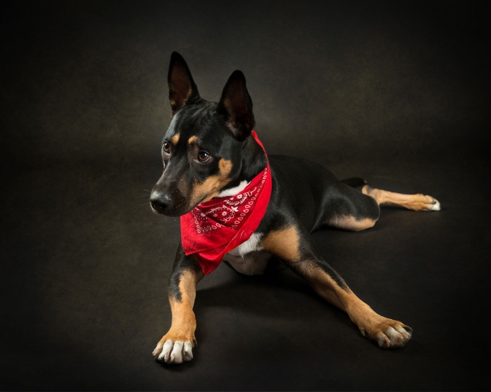 kelpie lays in studio wearing bright red bandana around neck for photograph with Frances Suter award winning photographer