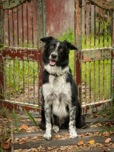 pet photography brisbane portrait dog