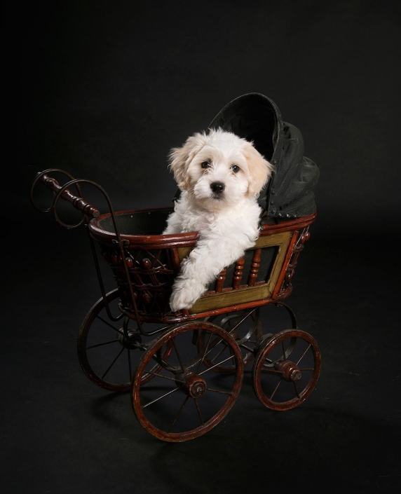 Frances Suter image of cute white fluffy maltese poodle sitting in old fashioned stroller pram with on paw hanging over edge