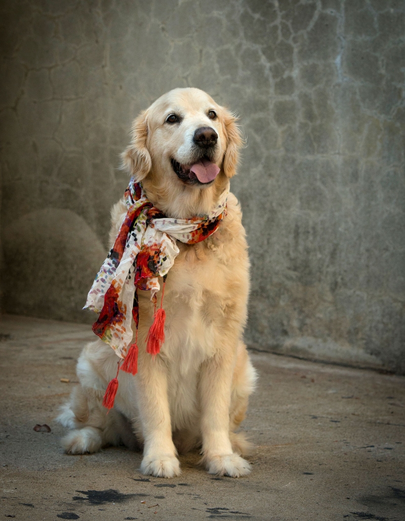 well trained golden retriever wearing red patterned scarf looks happy with tongue out