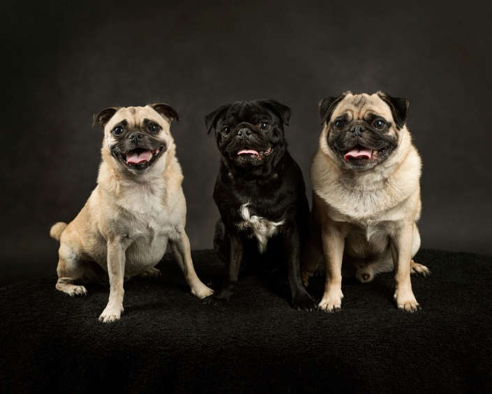 two fawn pug dogs and one black pug dog with white chest in middle sitting together in photography studio with black background