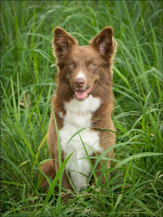pet photography brisbane portrait dog