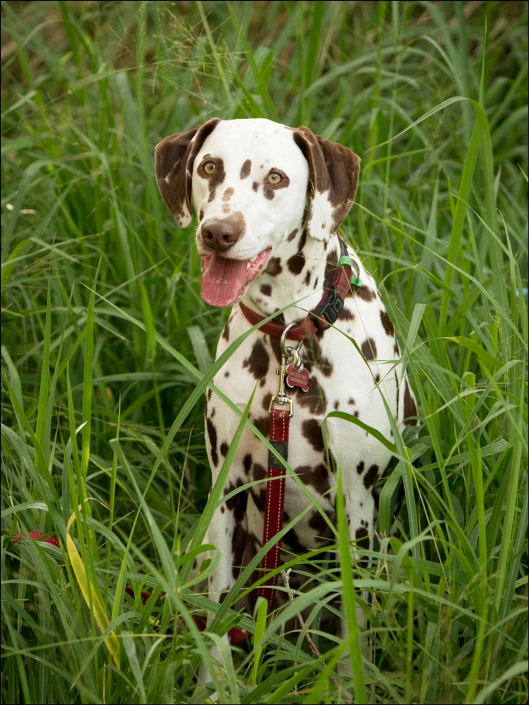brown dalmation with tongue out sitting in fresh green grass outdoor photoshoot brisbane