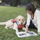 brisbane photography, pet photography, guide dogs, family photography, dog