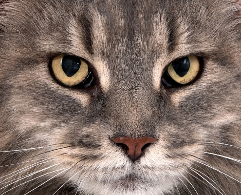 Maine coon cat photography