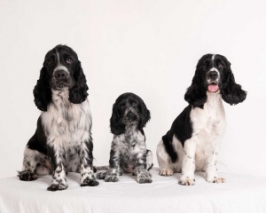 Puppy portraits at dog friendly brisbane family photography studio