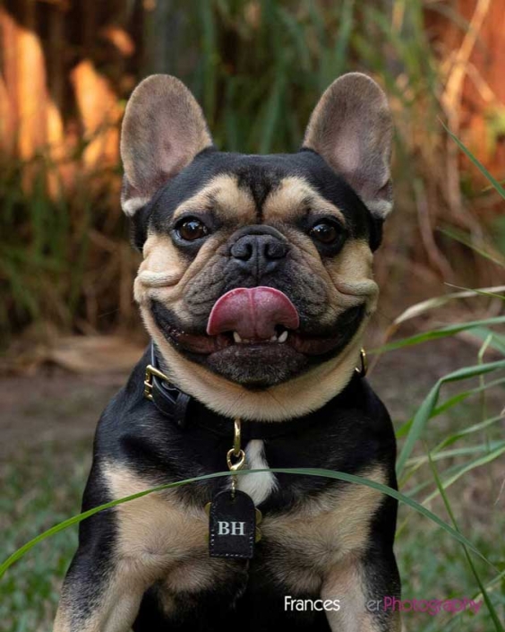 Black and Tan french bulldog with black collar poses outside in long grass