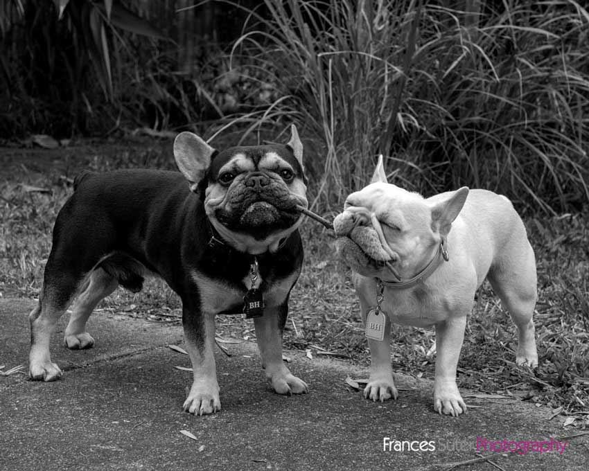 two french bulldogs both bite the same stick in garden