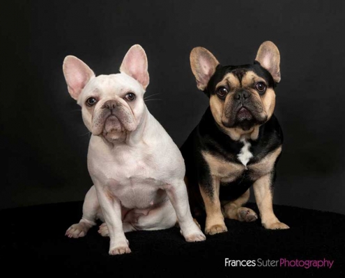 white french bulldog sits with black and tan french bull dog in front of black photography studio background at pet photoshoot