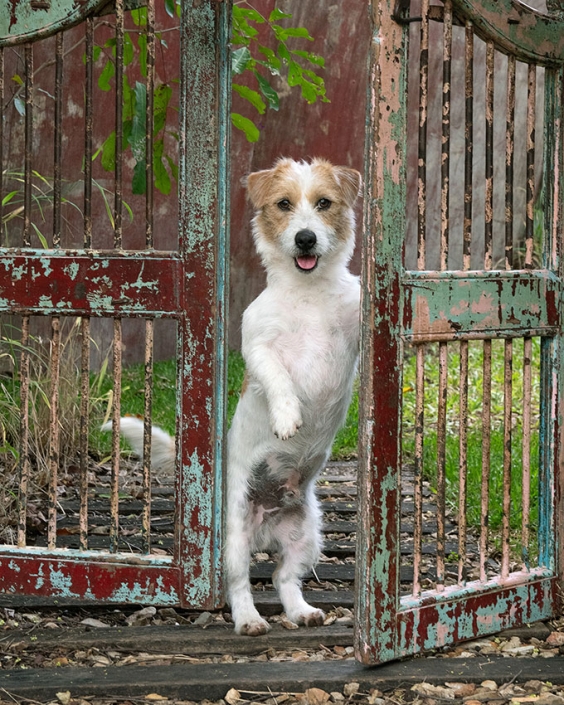 Jack Russell Terrier pet photographer