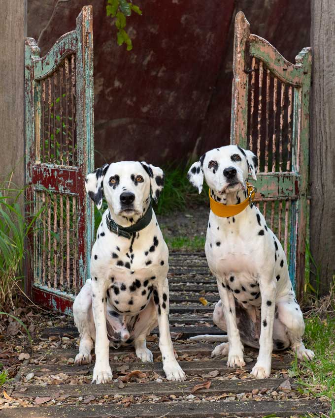 dalmatians pet photoshoot outdoor studio Brisbane